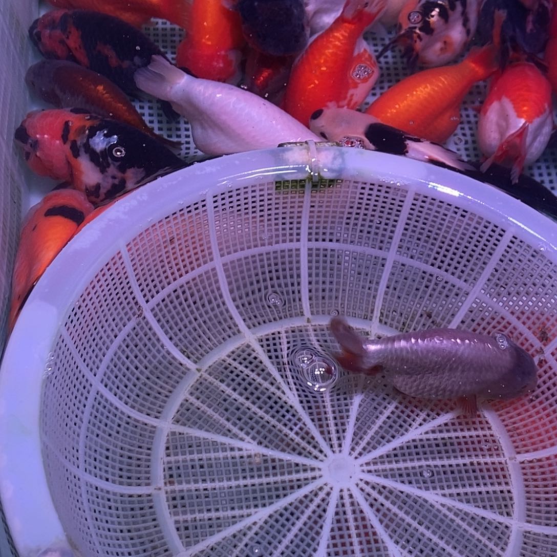 海水鱼蓝寿金鱼一条