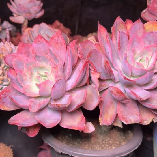 石*格多肉植物的植物