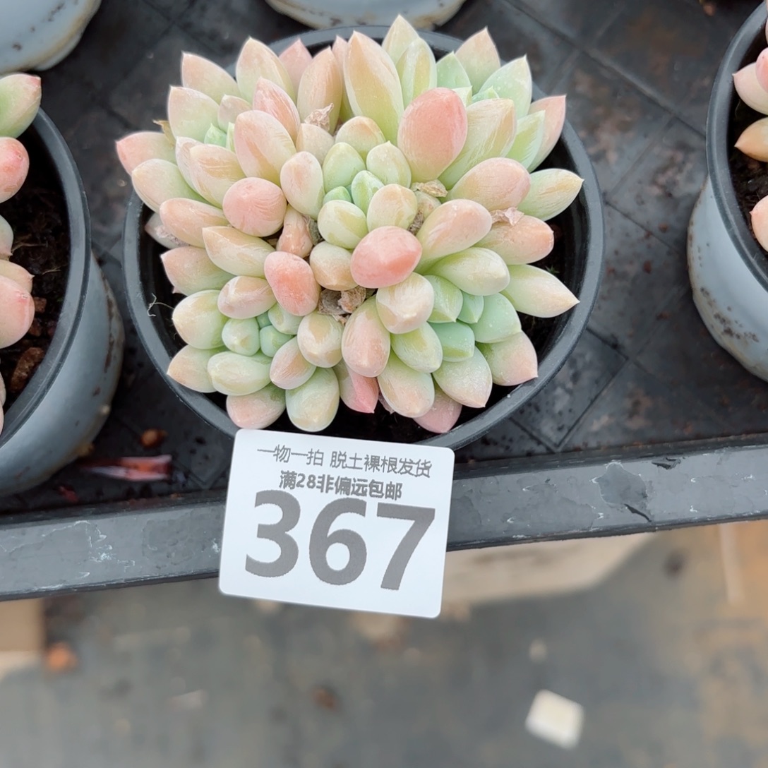 星空美人老桩多肉多肉多肉