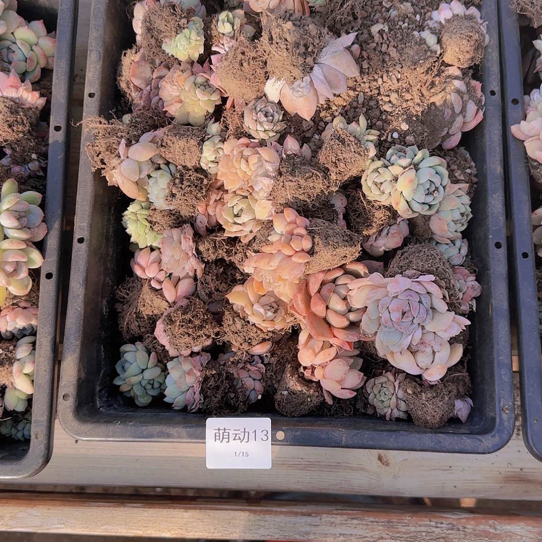 直播一物一拍多肉13