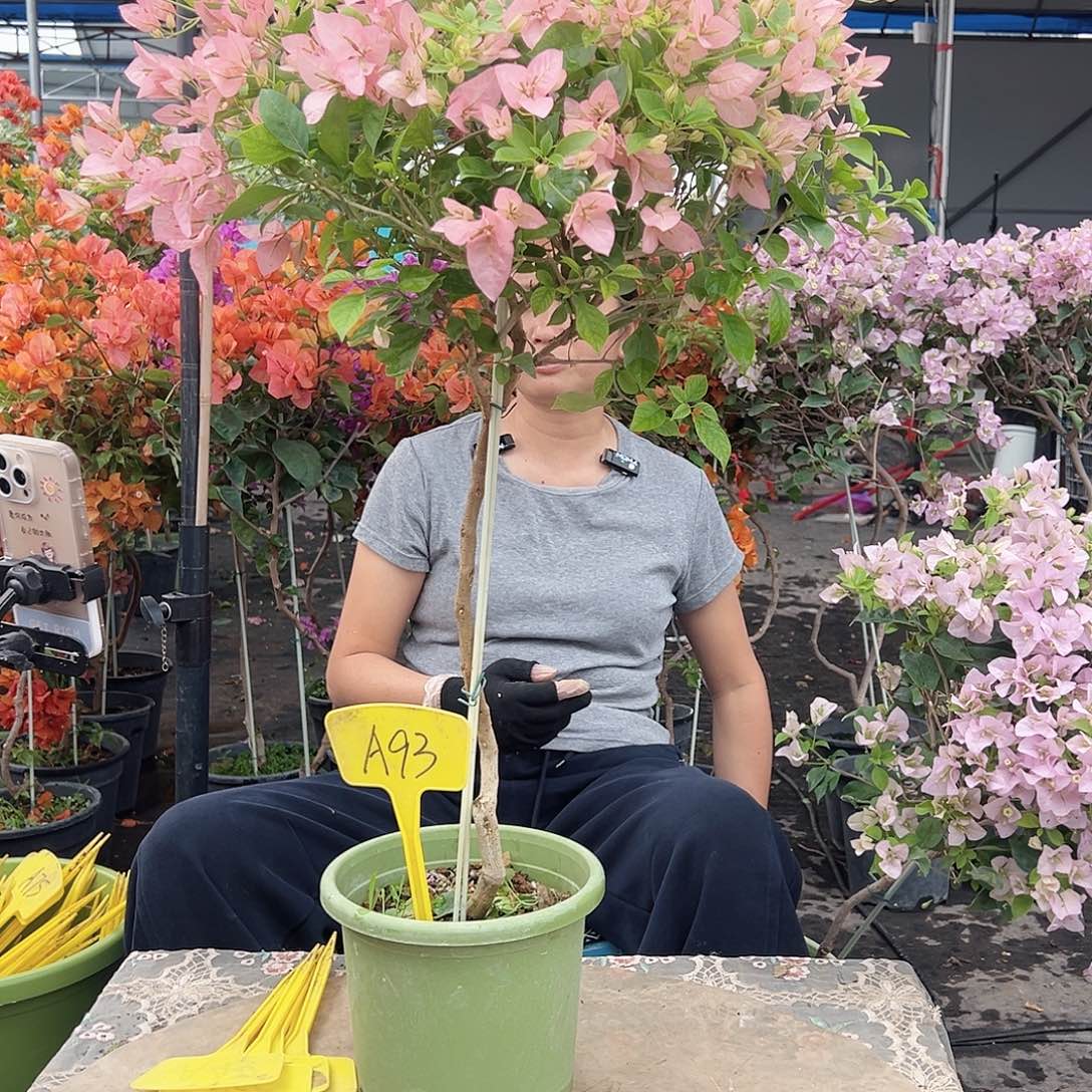 晓***…大部分花苞少量开放A93婆罗洲樱花