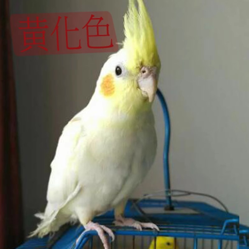 黄化色鹦鹉雏鸟（签收后包48小时伤亡）包邮路上死亡包赔