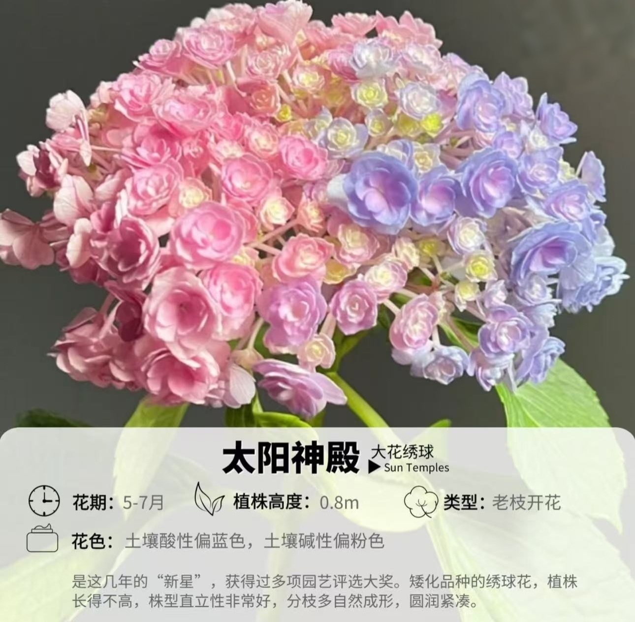 子熙花令【太阳神殿】重瓣大花绣球多季开花盆栽庭院阳台耐热直立