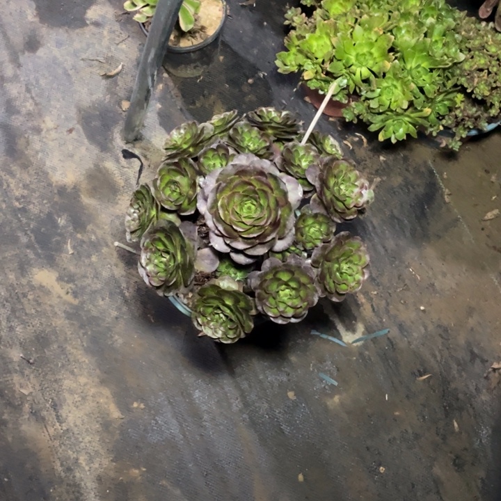 101---魅金多肉植物多肉植物多肉植物