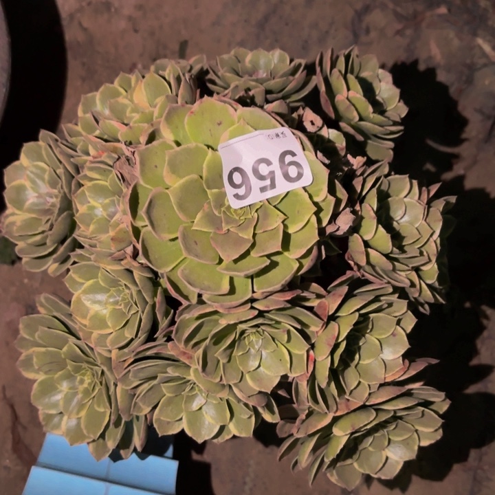956孔雀翎多肉植物不售后