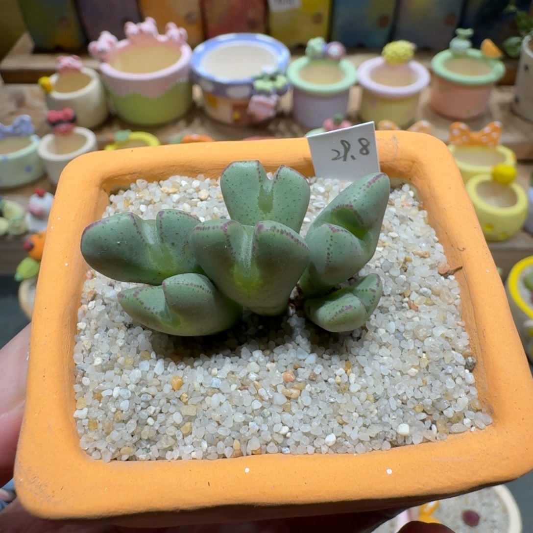 蘑菇1355少将多肉植物