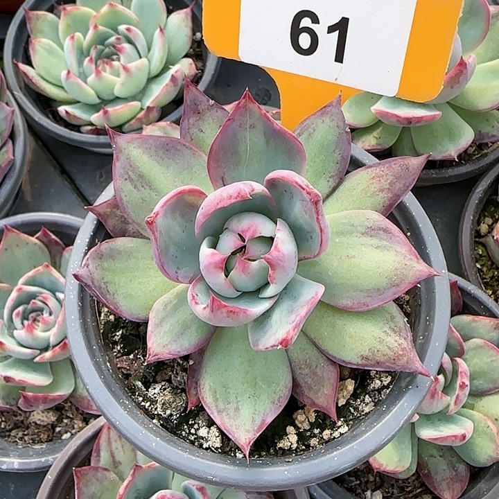 61 惊鸿仙子多肉植物6-9cm