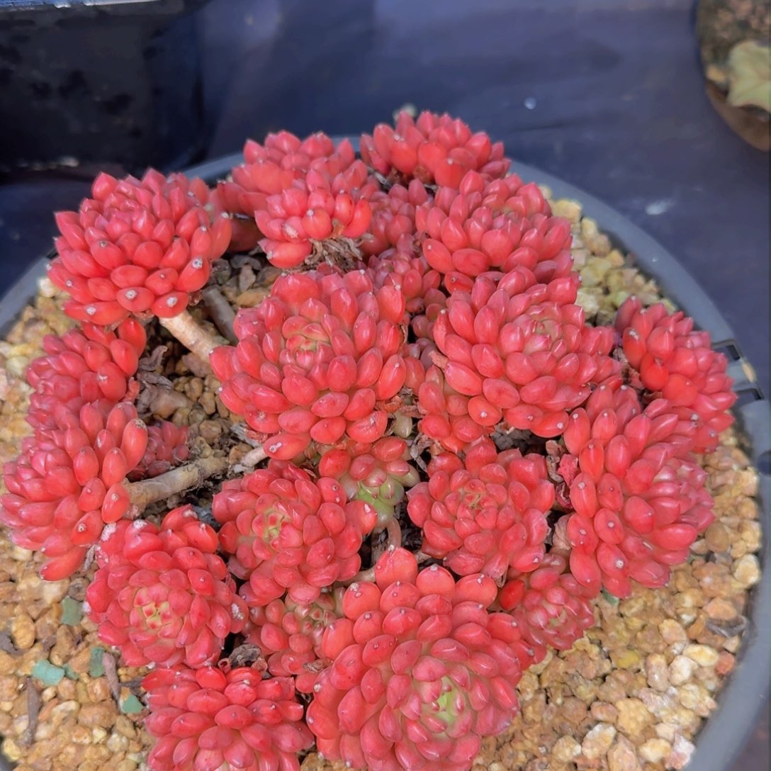 z****6多肉植物的生长发育和