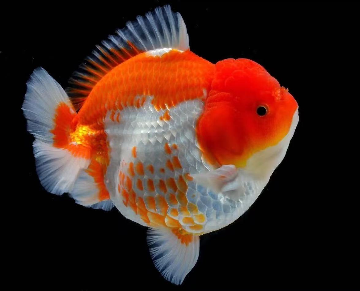 直播间马印灯效果介意勿拍 开箱包活（到货请录制完整开箱视频）