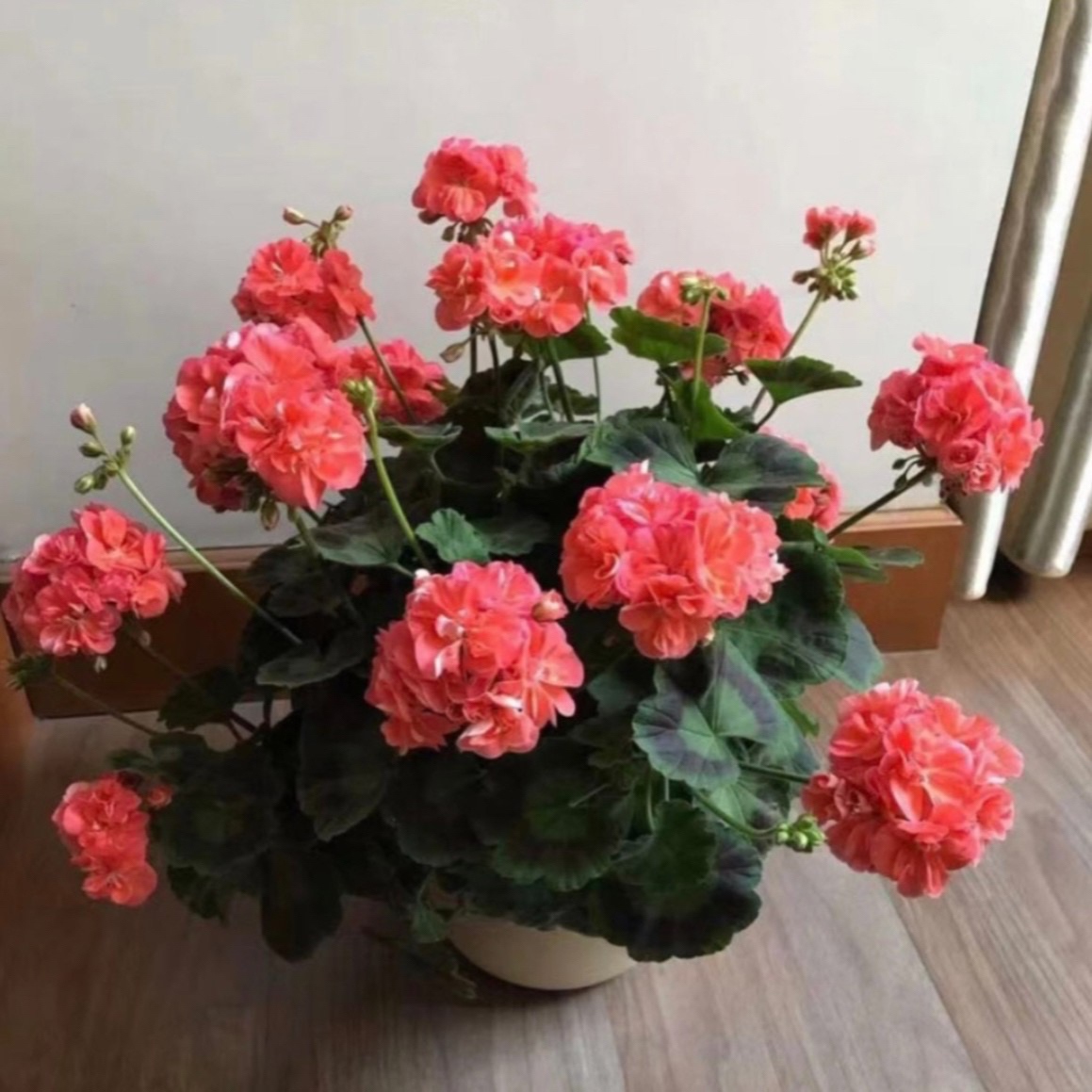 《比佛利公园》不带花苞直立天竺葵