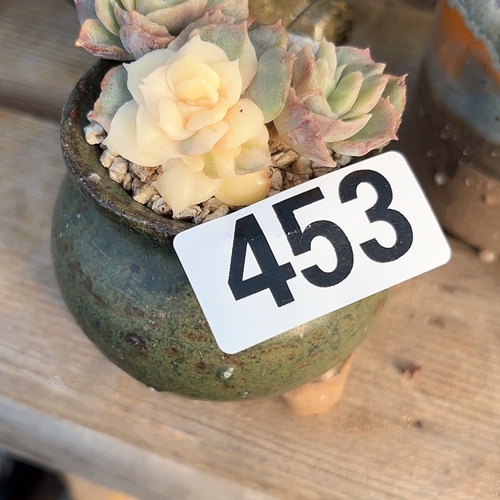 张*亿多肉植物一物一拍