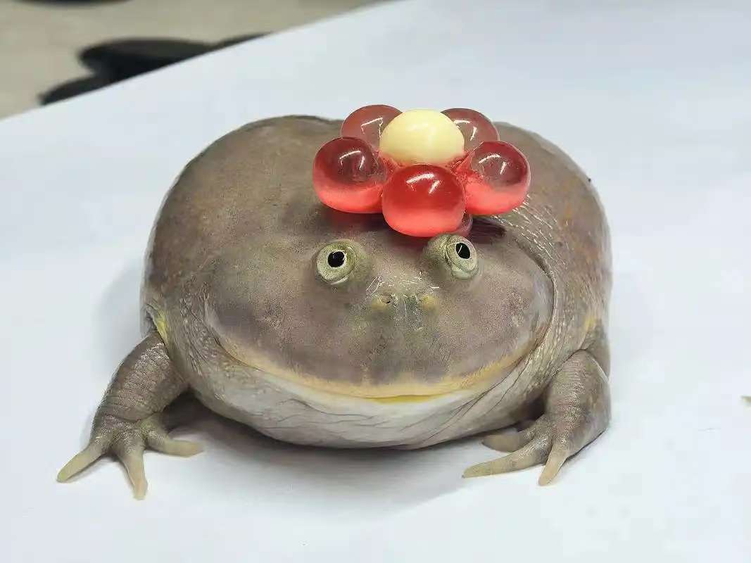 小丑蛙猫眼珍珠蛙活体宠物角蛙水栖萌宠