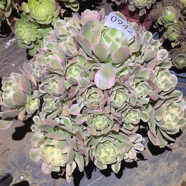 多肉植物法师942妖月