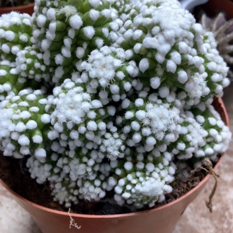 明日香姬仙人球25米