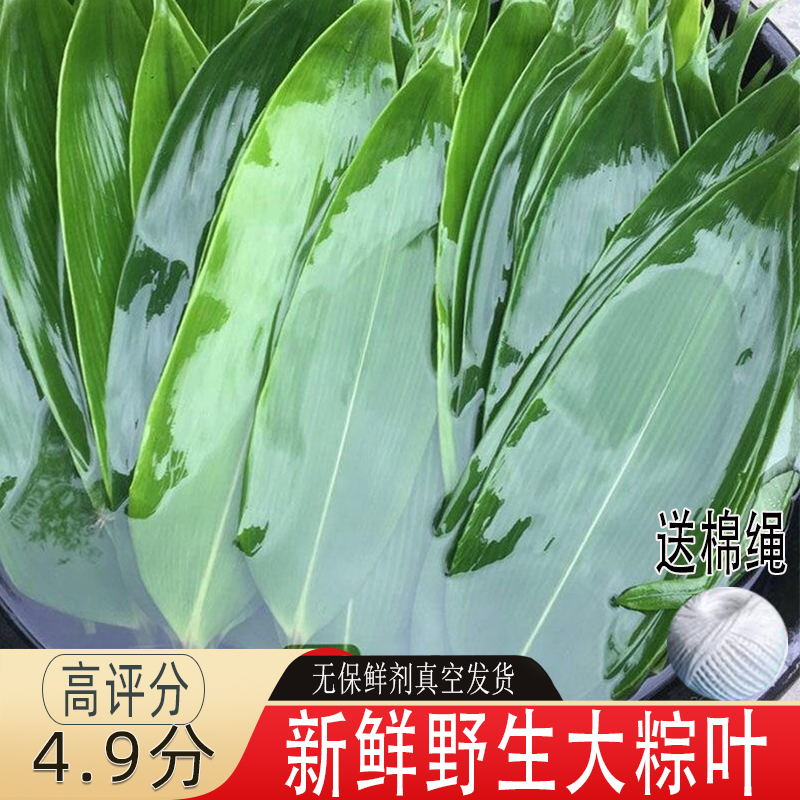江西新鲜粽叶大号现摘现发野生粽子叶干粽叶箬叶100片端午包粽子