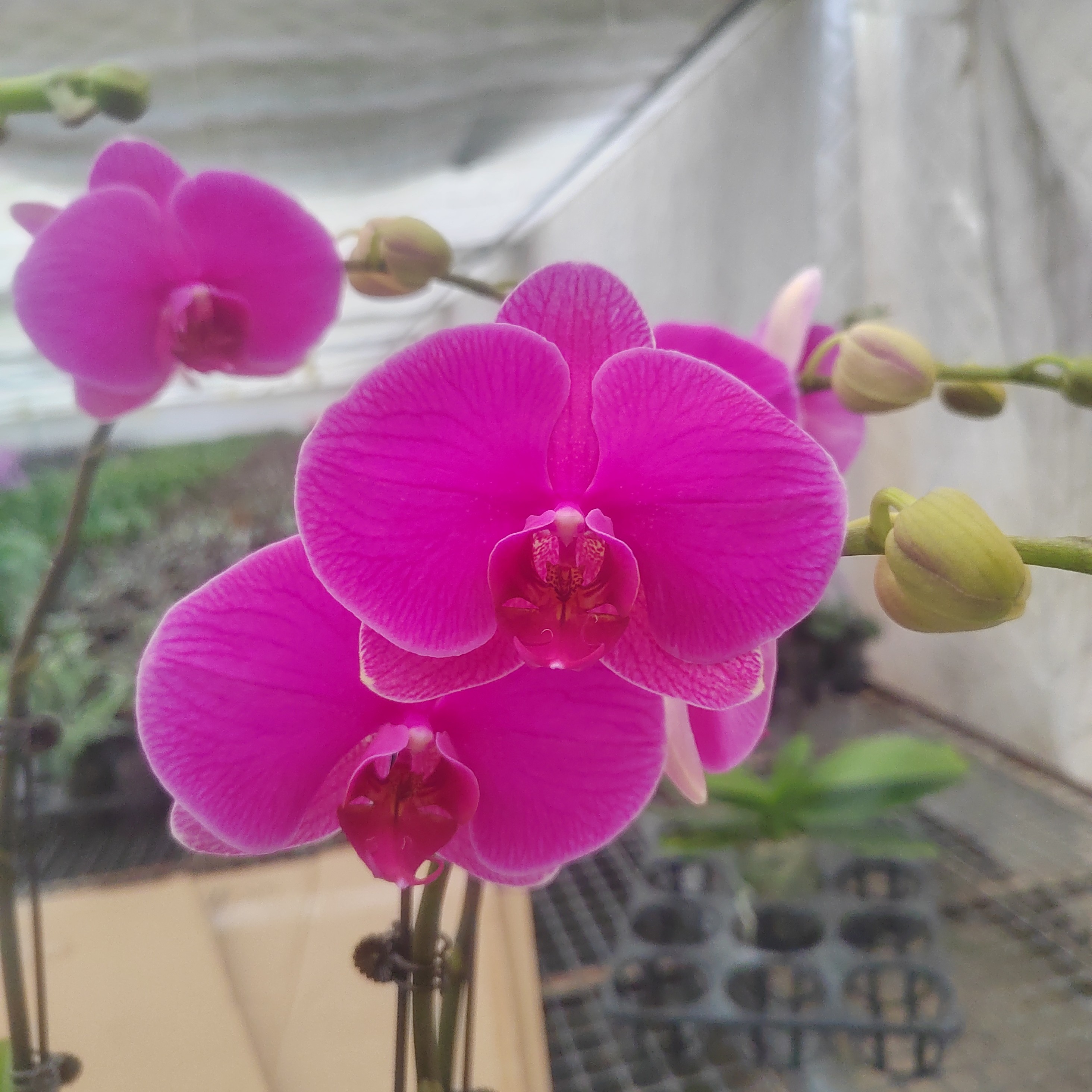 【开花株蝴蝶兰】3.5寸杯带花带花苞发货