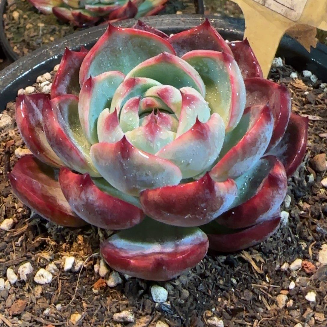 惊鸿一物一拍包装收缩花旱565