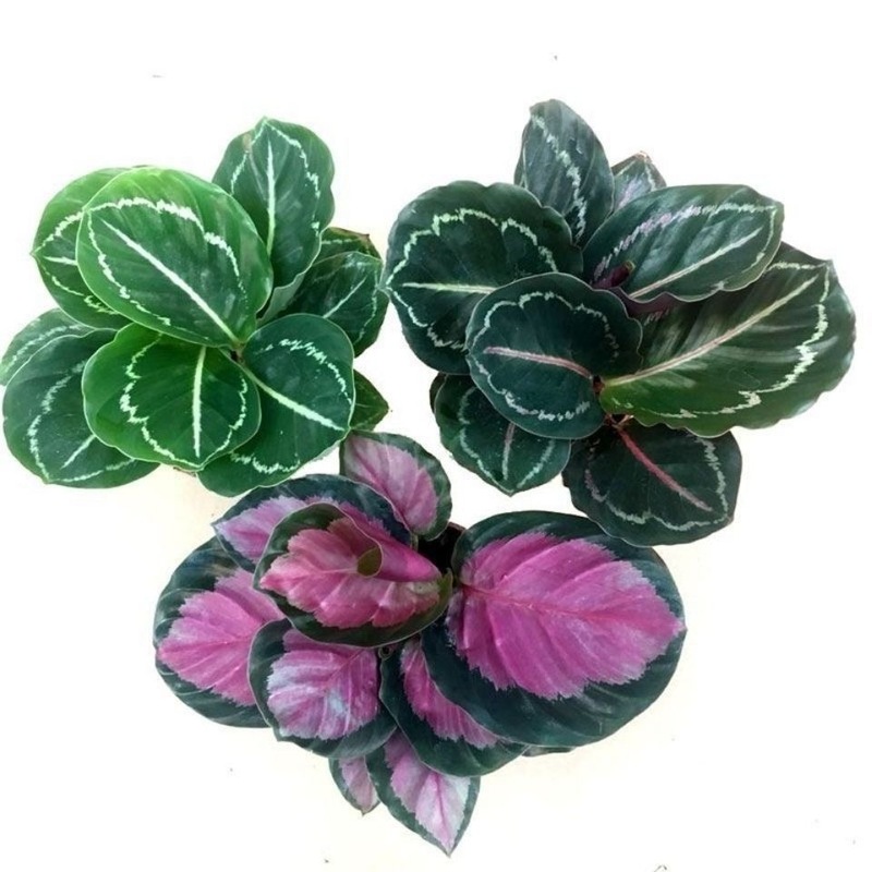彩虹竹芋盆栽水培孔雀竹芋彩叶绿植物花卉室内夏季天除甲醛好养活