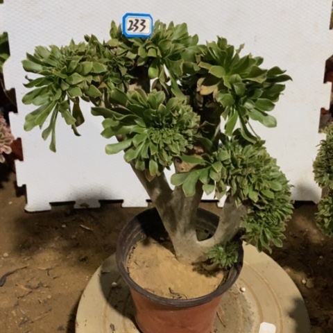 觅**蜜原始绿缀微瑕一物一拍