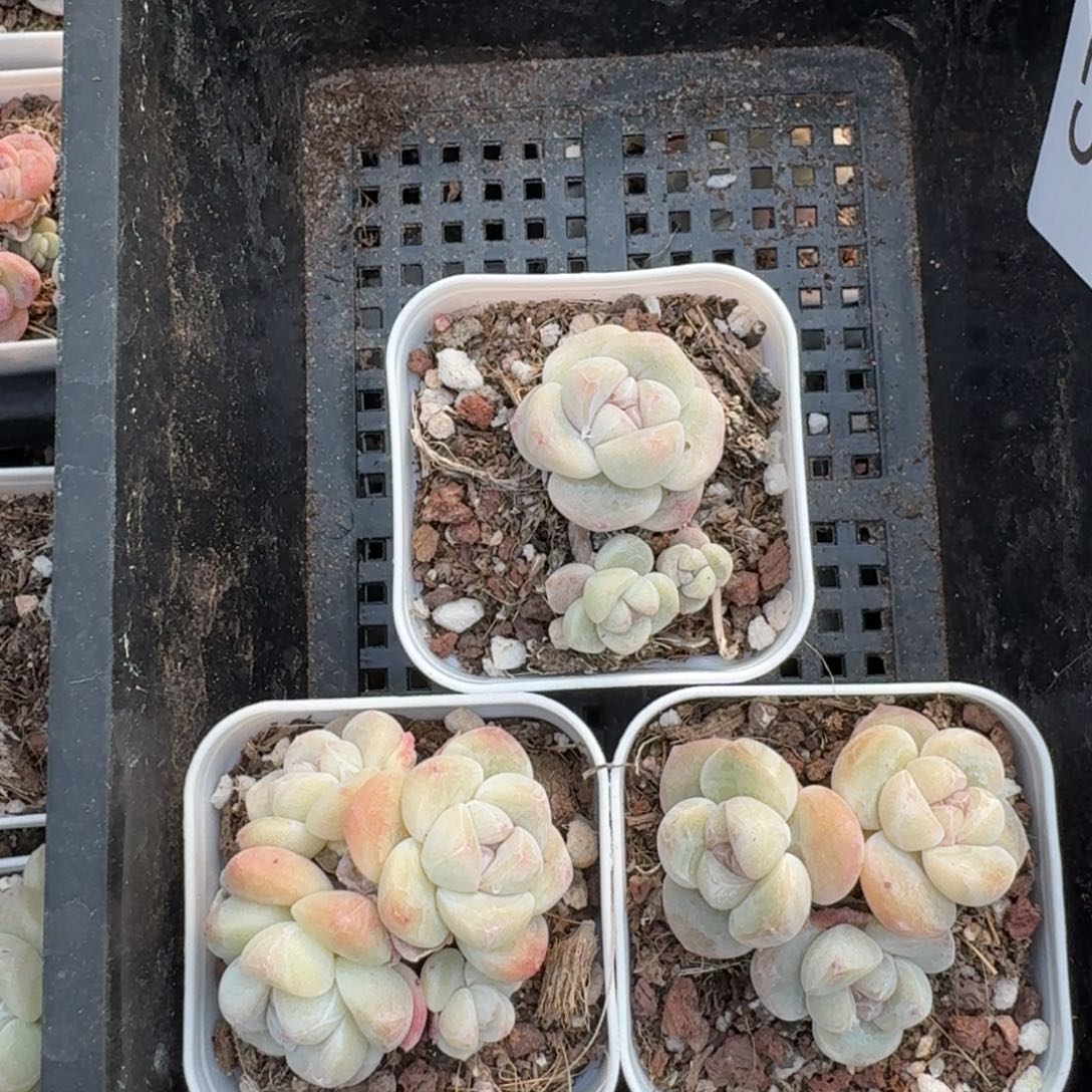 人***天25 号到手一框江北多肉