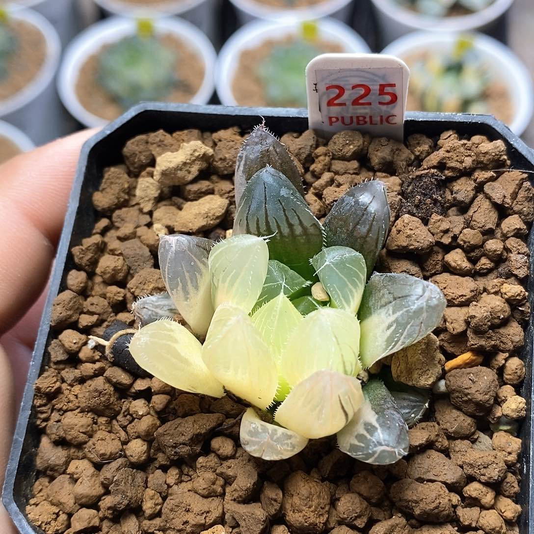 红陶225号赤线玉露锦一物一拍