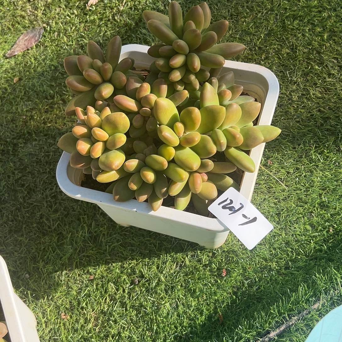 康***熈1207-1芒果奶大群多肉