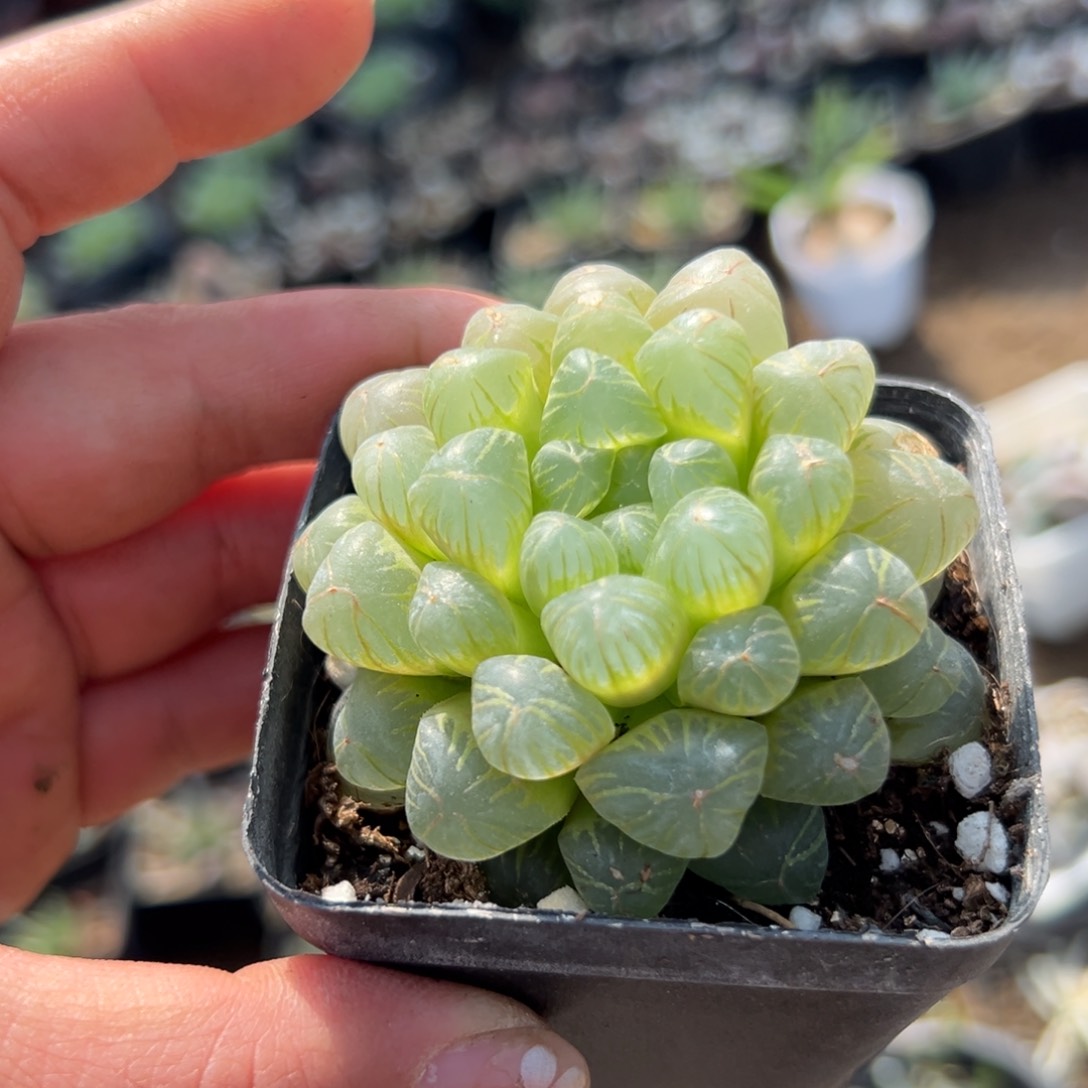 多肉植物多肉植物