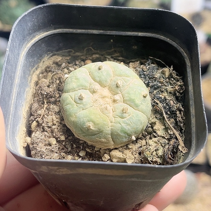 自根古田贝3公分