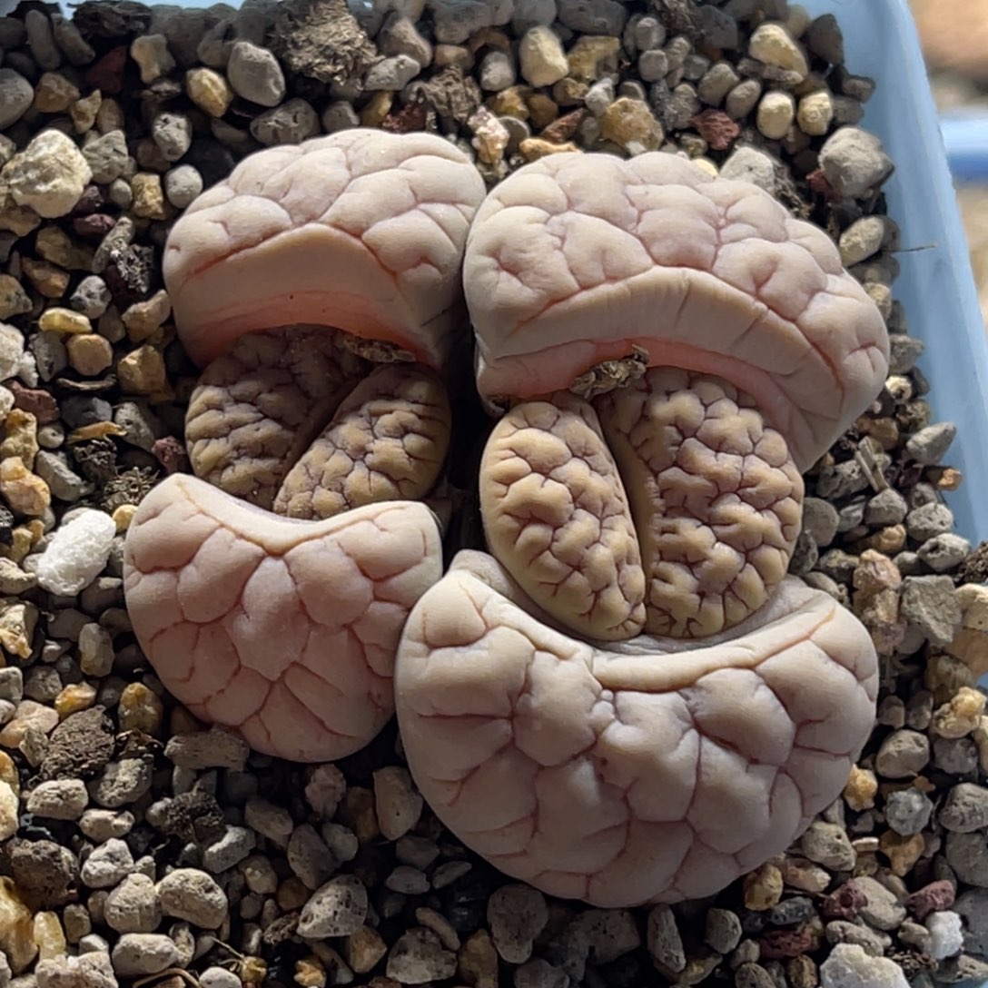 1430双头白粉皮189凹凸