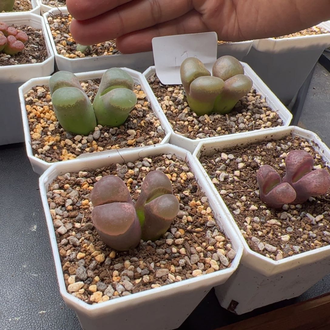 9.23福利风铃多肉植物170