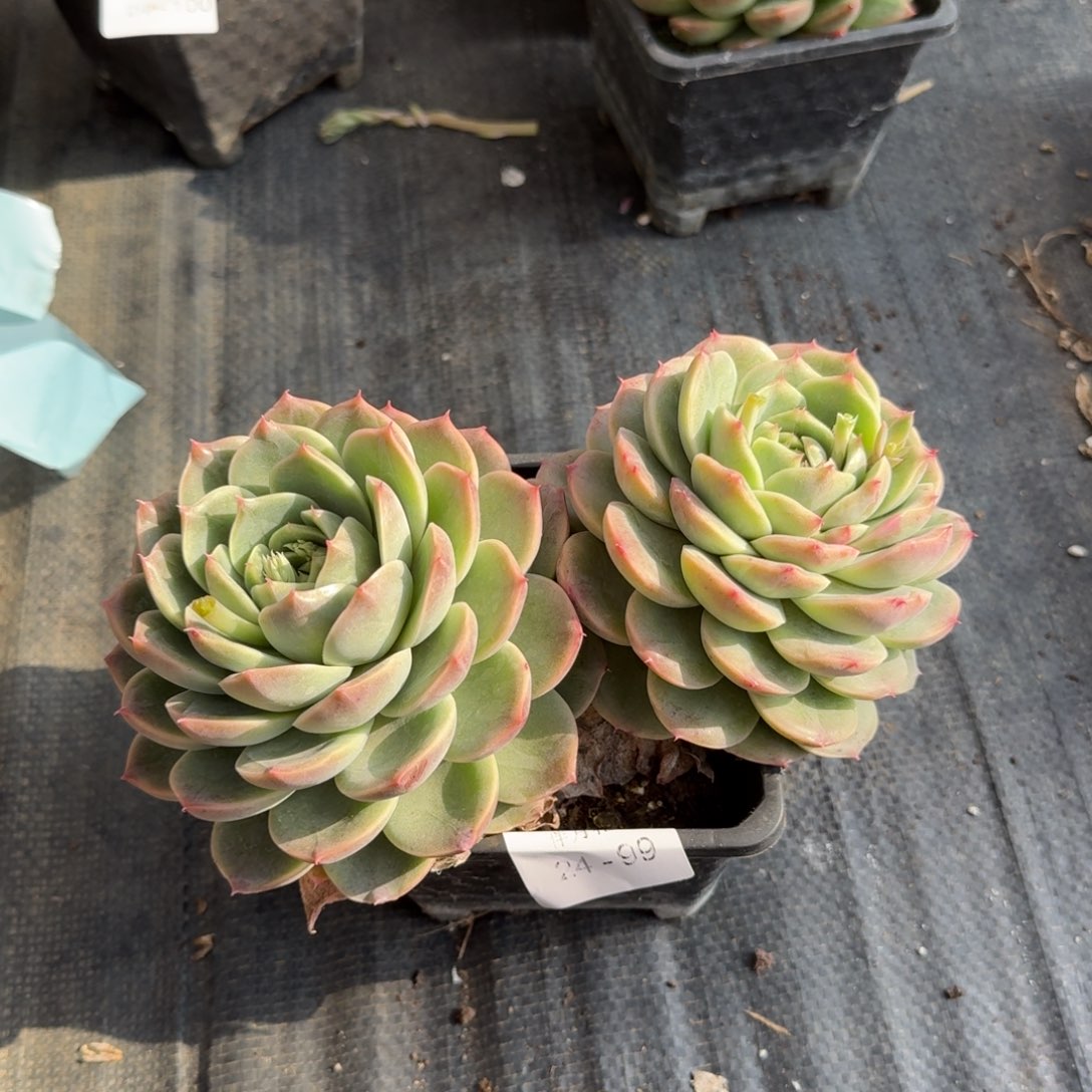 多肉杂交一物一拍24-99