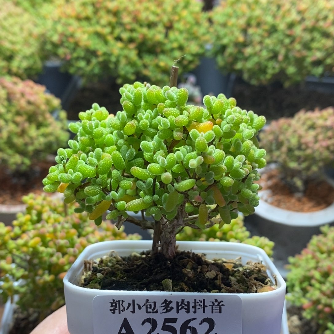 *****金橘糖球2562枝干番杏