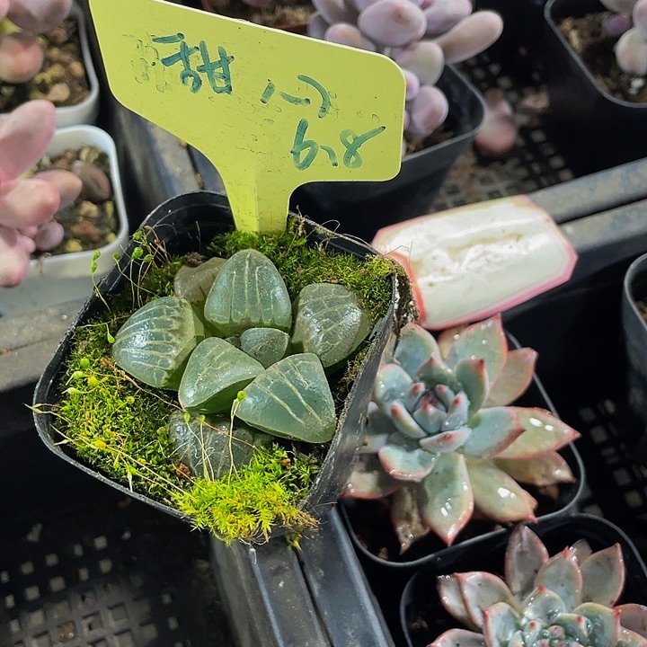 甜心玉露带盆土发货