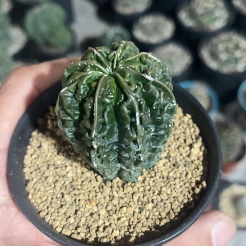 实生核桃过年福利