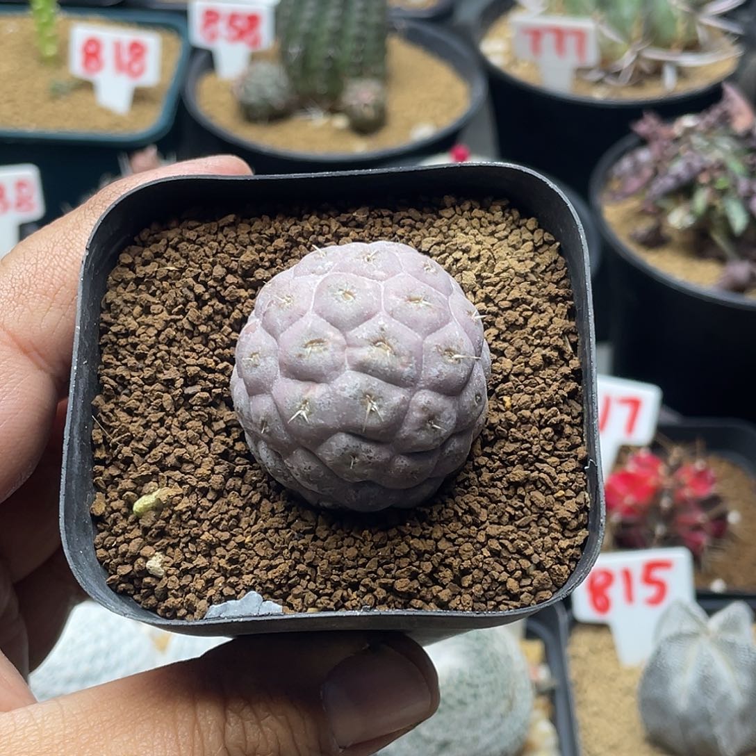 巨型无刺紫皮习志野 带盆土包邮