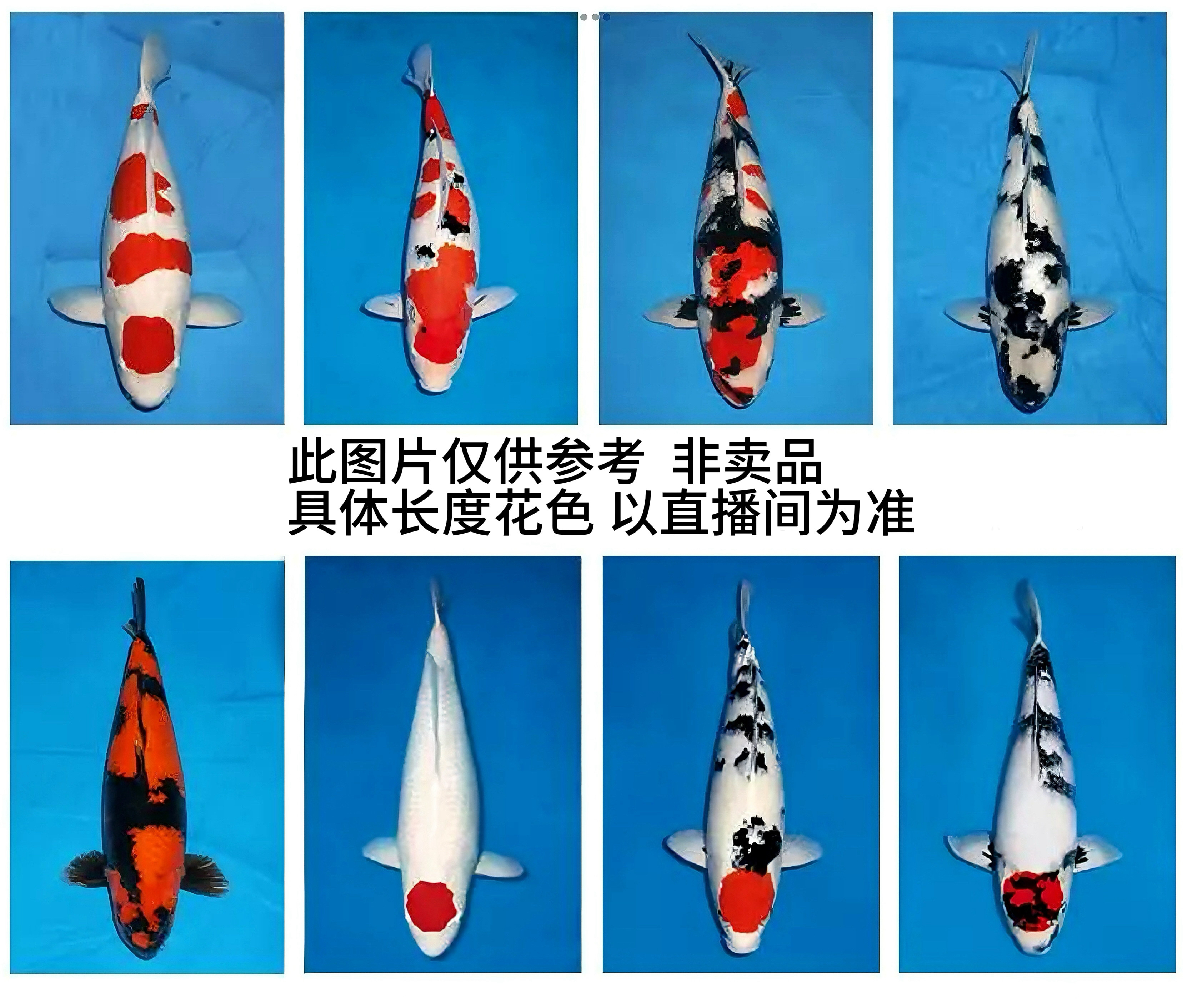 名言锦鲤精品纯种锦鲤观赏鱼