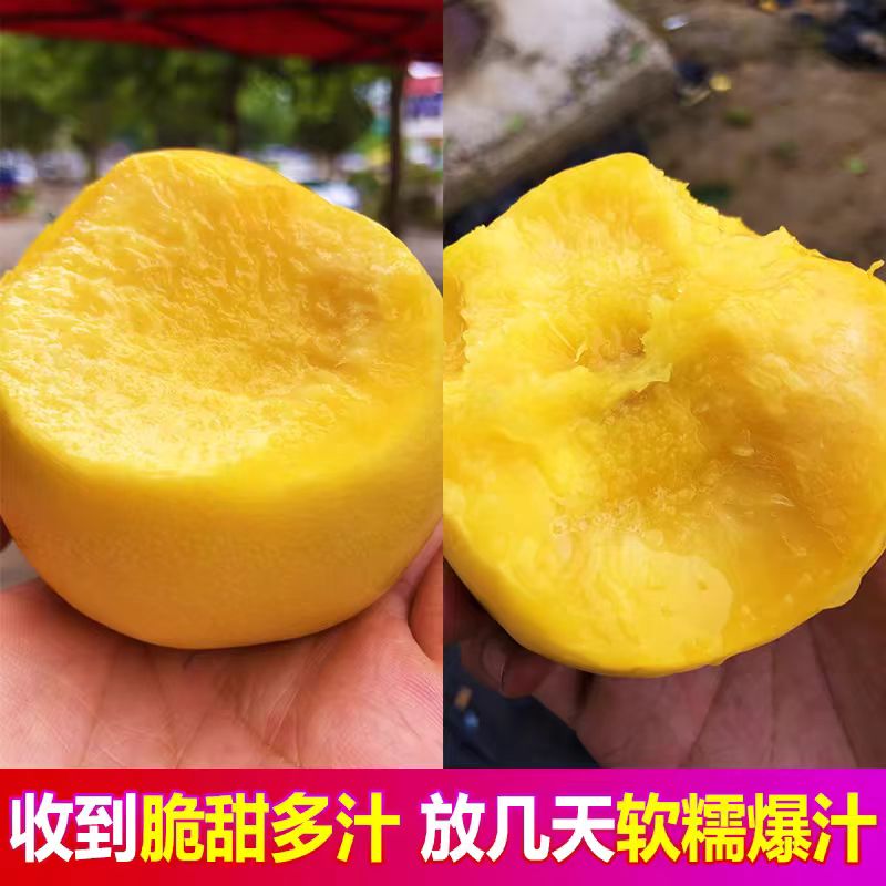 (家有三宝专属)山东蒙阴新鲜应季黄油桃脆甜多汁果园直发包邮