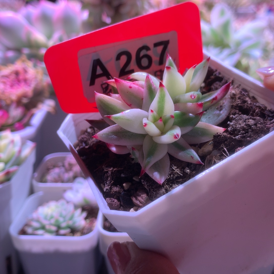 野生玛利亚群生有根