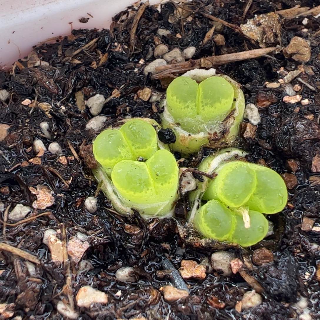 441多肉植物组合