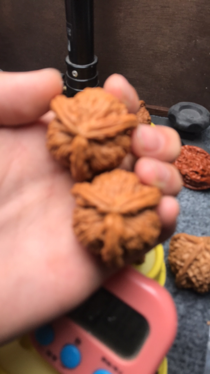 白狮子三棱11111