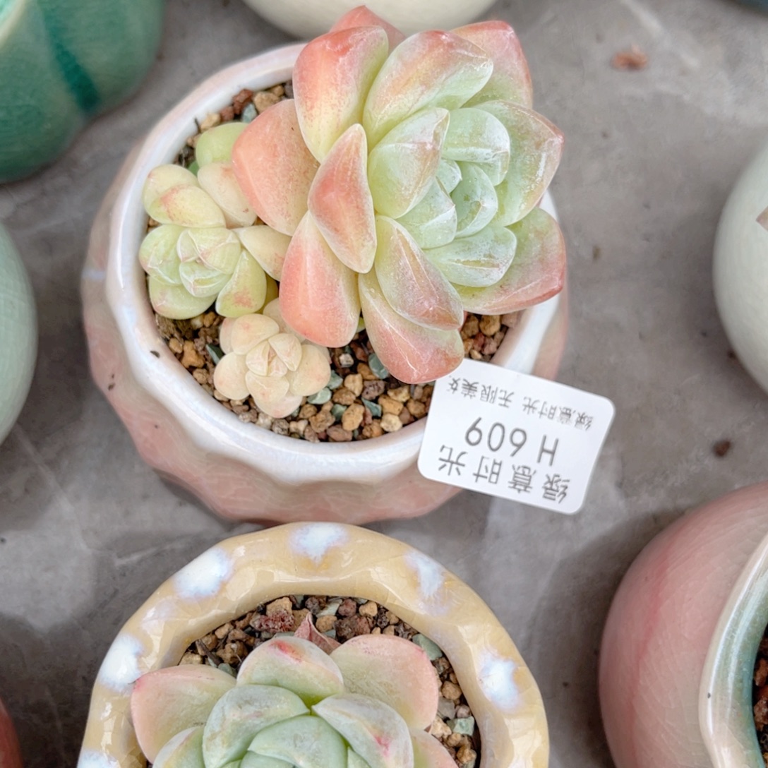 L***i609 冰玉 带陶瓷盆发货 满28包邮