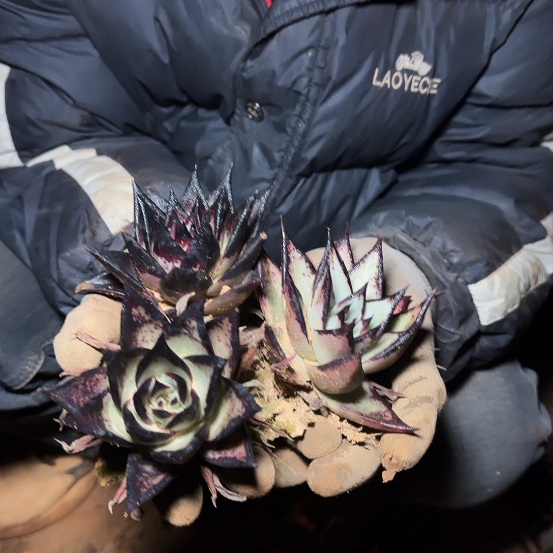 地栽小黑乌木多肉3棵