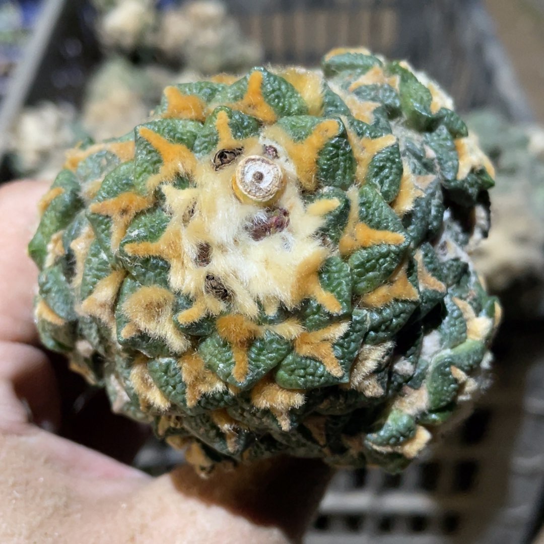 金毛黄体黑牡丹 941 仙人球