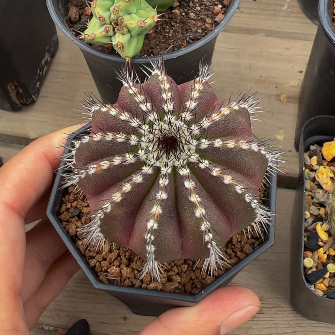 329实生根多肉植物带盆土