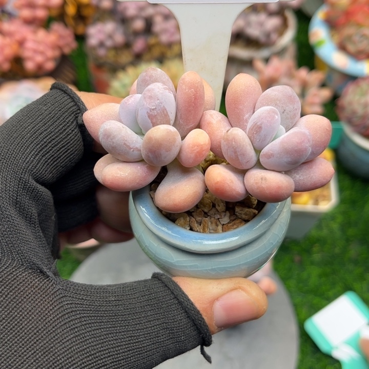 莫k le o tuo ktv o o