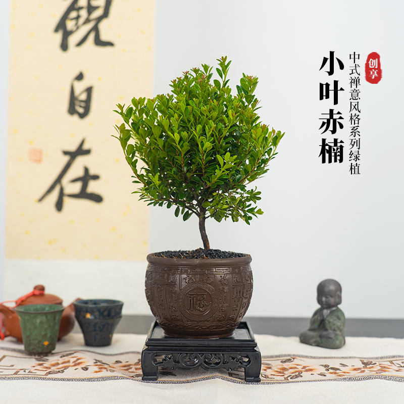 小叶赤楠万福陶盆办公室内客厅桌面禅意满满绿植种好发货盆栽造型
