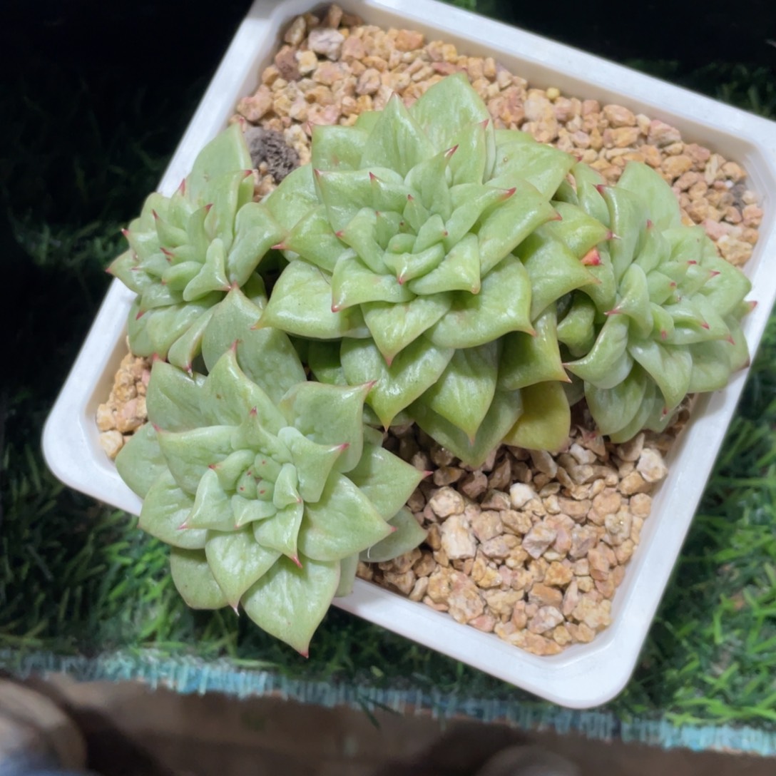 林肯冠幅12 公分一物一拍