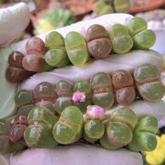 2524，21颗母本风铃如图