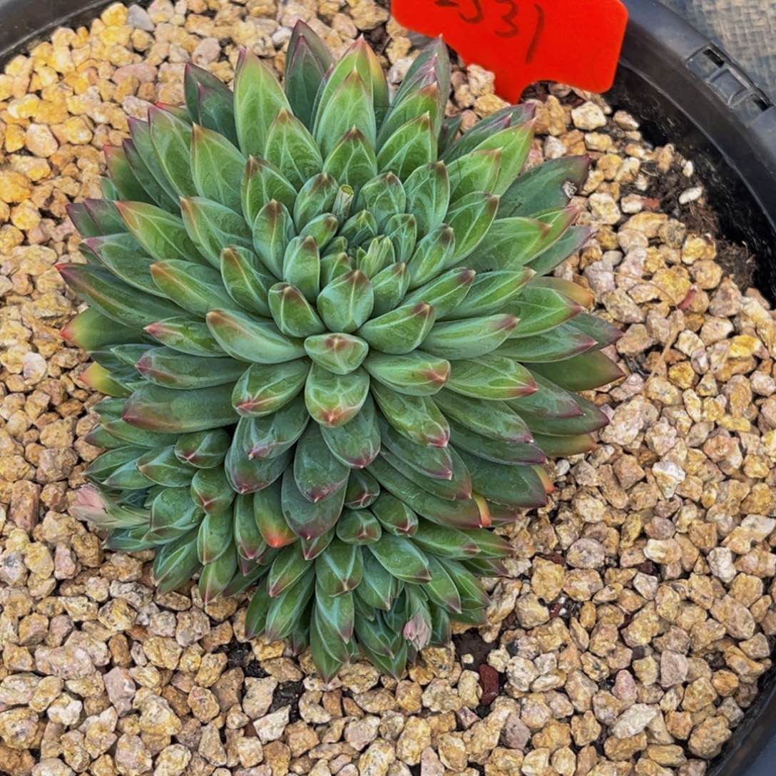 2531号上午多肉植物群生多肉