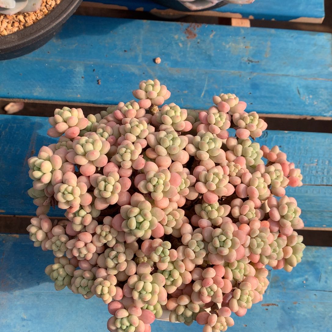 鱼子酱老庄000000000000